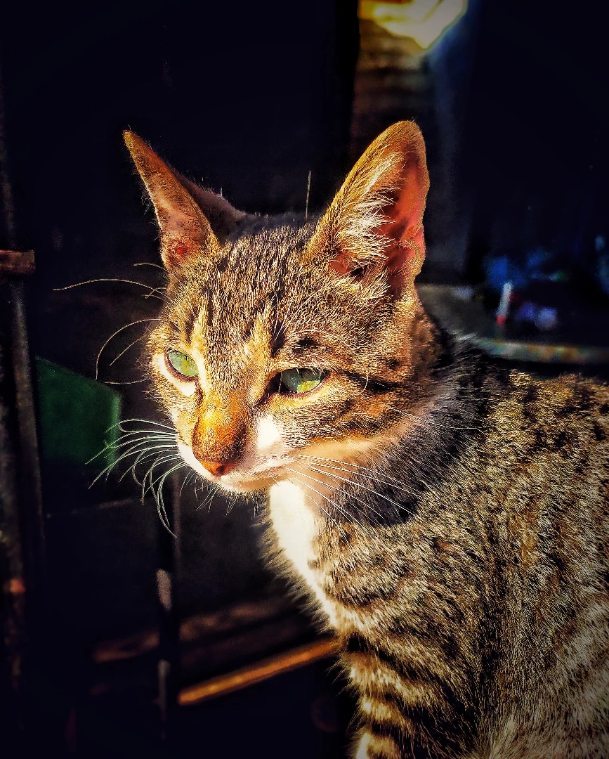 Fotografía de gato capturada por hobbie